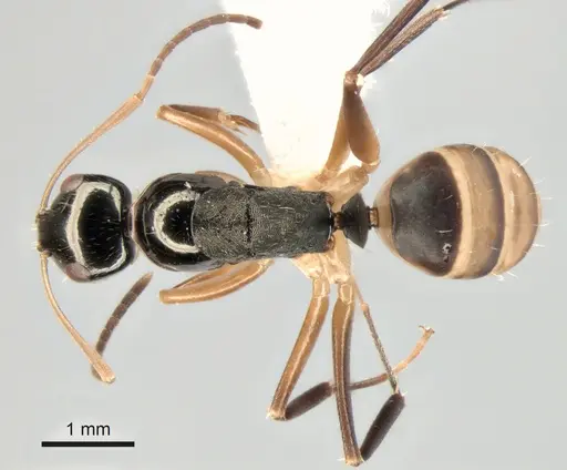 Camponotus championi - CASENT0843457