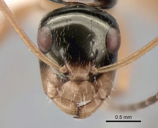 Camponotus championi - CASENT0843457