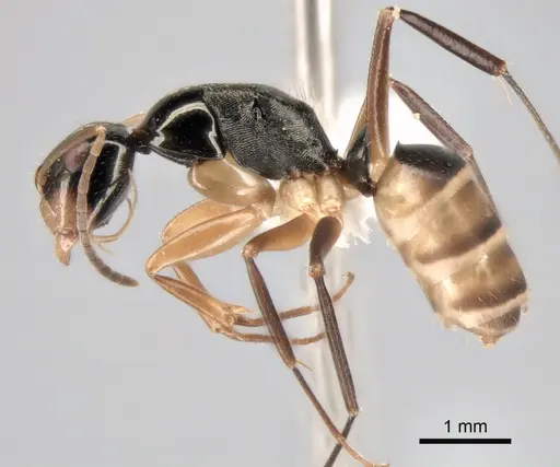 Camponotus championi - CASENT0843457