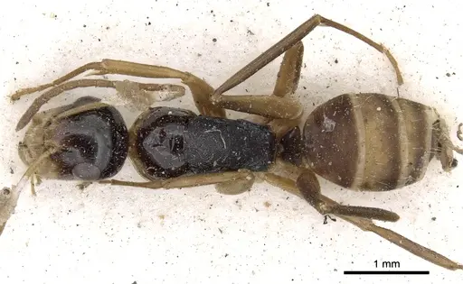 Camponotus championi - CASENT0903640