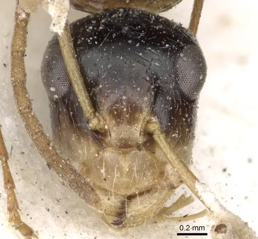 Camponotus championi - CASENT0903640