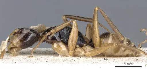 Camponotus championi - CASENT0903640