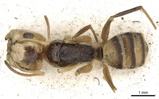 Camponotus championi - CASENT0903641