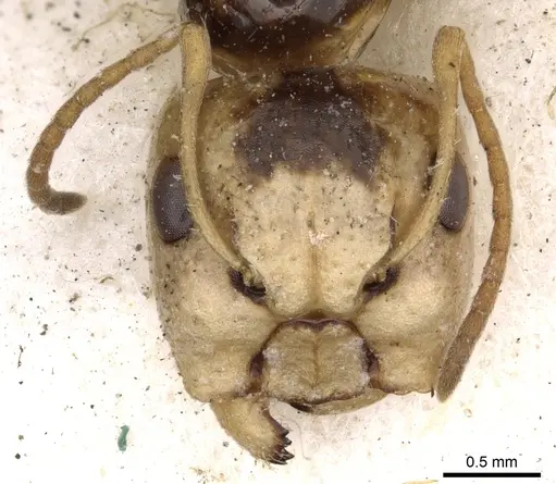 Camponotus championi - CASENT0903641