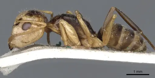 Camponotus championi - CASENT0903641