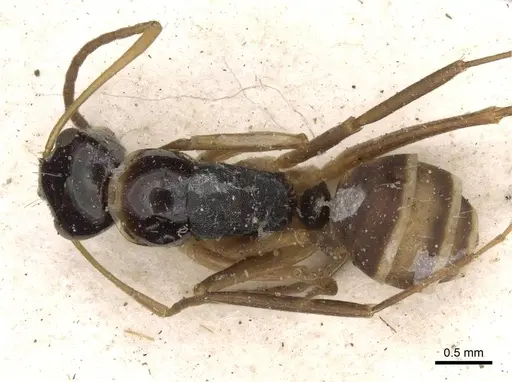 Camponotus championi - CASENT0910726