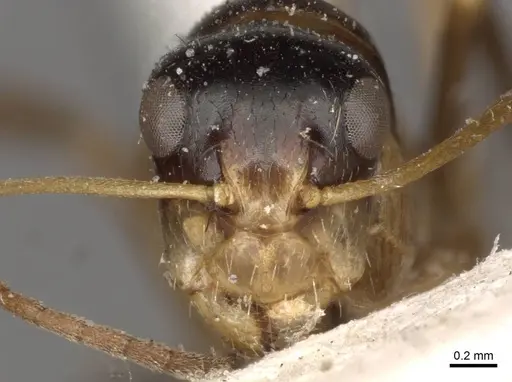 Camponotus championi - CASENT0910726
