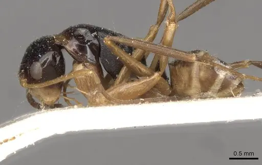 Camponotus championi - CASENT0910726