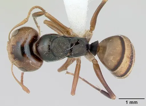 Camponotus championi - INB0003207616