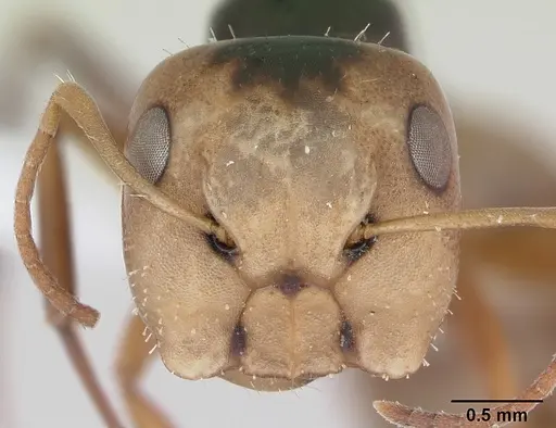 Camponotus championi - INB0003207616