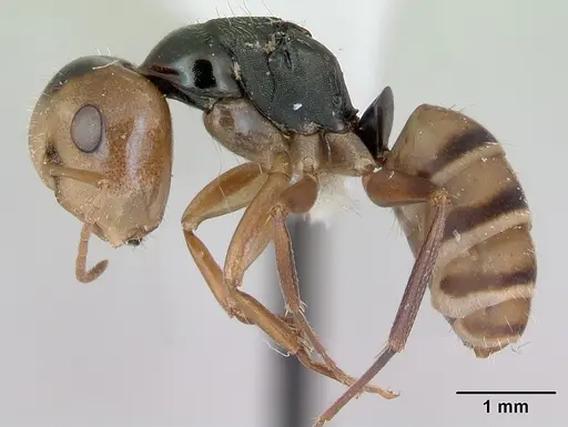 Camponotus championi - INB0003207616