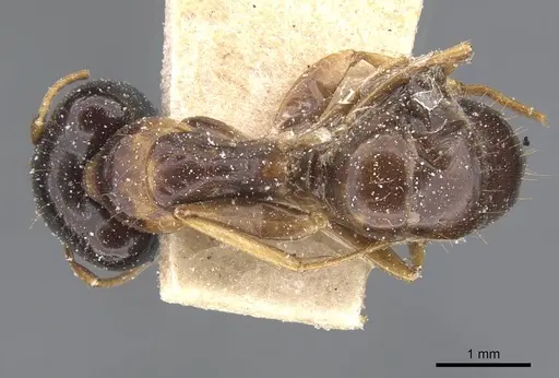 Camponotus chapini specimen