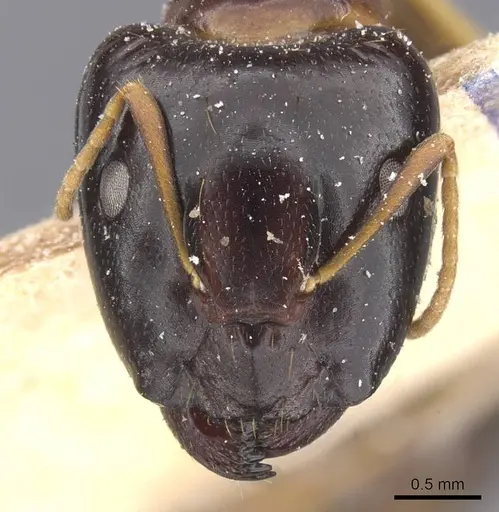 Camponotus chapini specimen