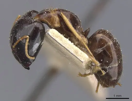 Camponotus chapini specimen