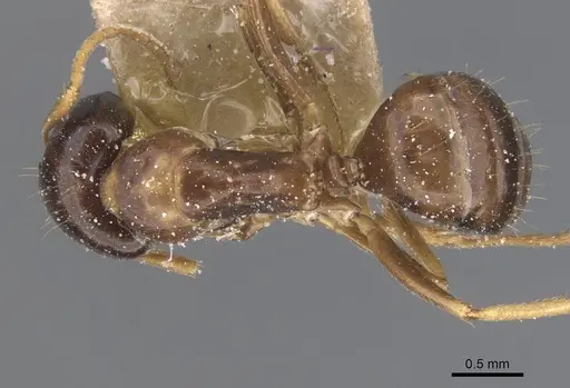 Camponotus chapini - CASENT0911659