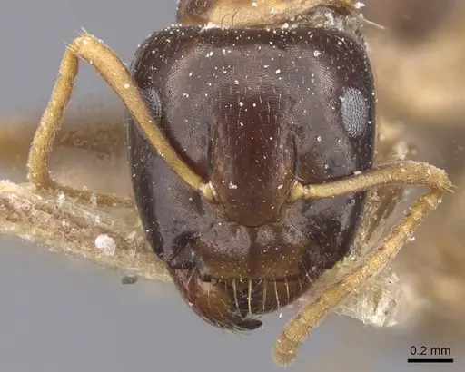 Camponotus chapini - CASENT0911659