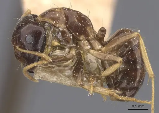 Camponotus chapini - CASENT0911659