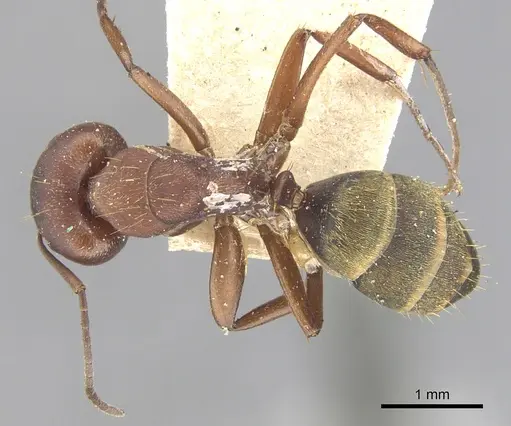 Camponotus chazaliei specimen