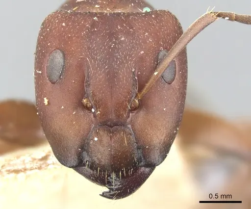 Camponotus chazaliei specimen