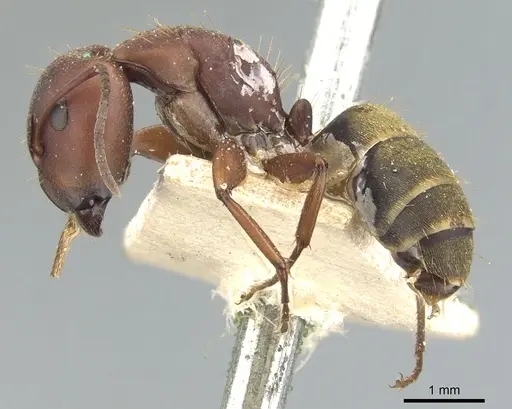 Camponotus chazaliei specimen