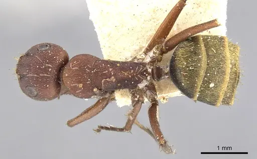 Camponotus chazaliei - CASENT0903615