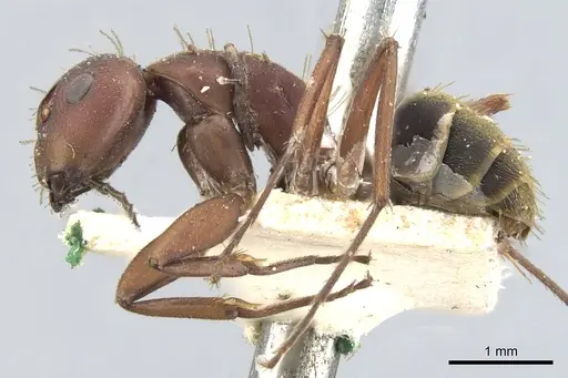 Camponotus chazaliei - CASENT0903615