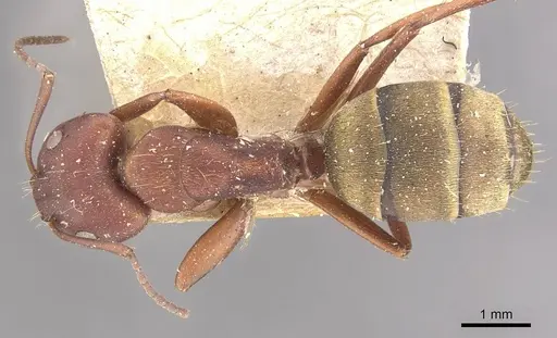 Camponotus chazaliei - CASENT0910635