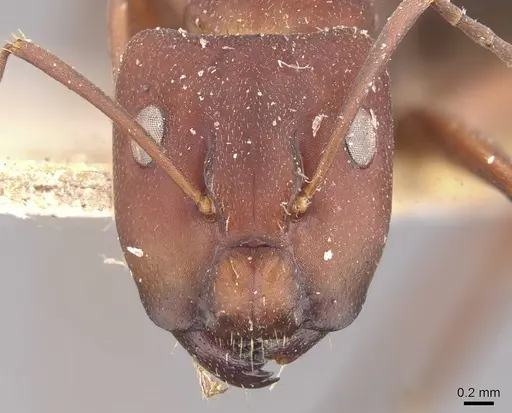 Camponotus chazaliei - CASENT0910635