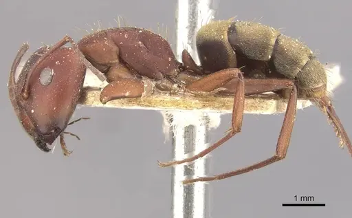 Camponotus chazaliei - CASENT0910635