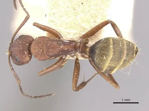 Camponotus chazaliei - CASENT0910636