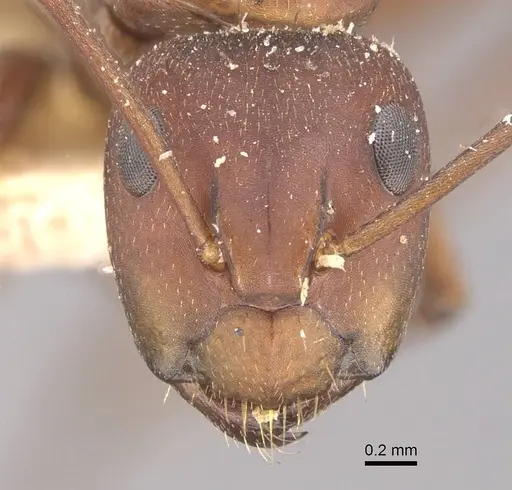 Camponotus chazaliei - CASENT0910636