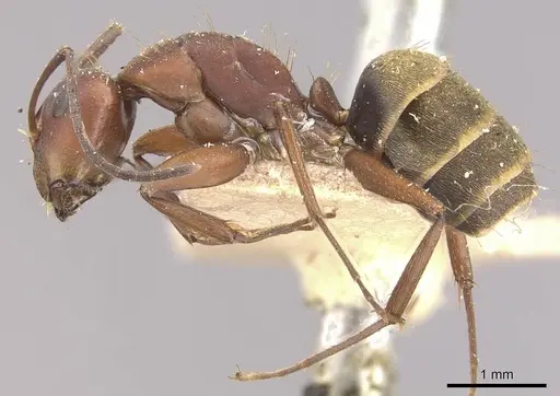 Camponotus chazaliei - CASENT0910636