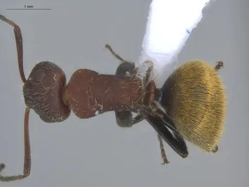 Camponotus chazaliei - ECOFOG-BOUM-0524-01