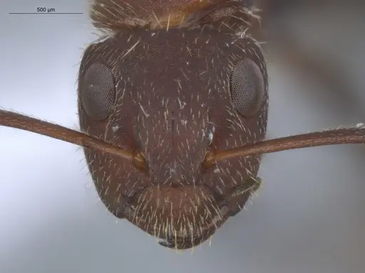 Camponotus chazaliei - ECOFOG-BOUM-0524-01