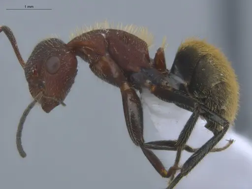 Camponotus chazaliei - ECOFOG-BOUM-0524-01