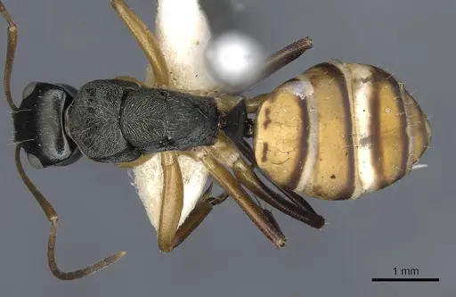 Camponotus cheesmanae specimen