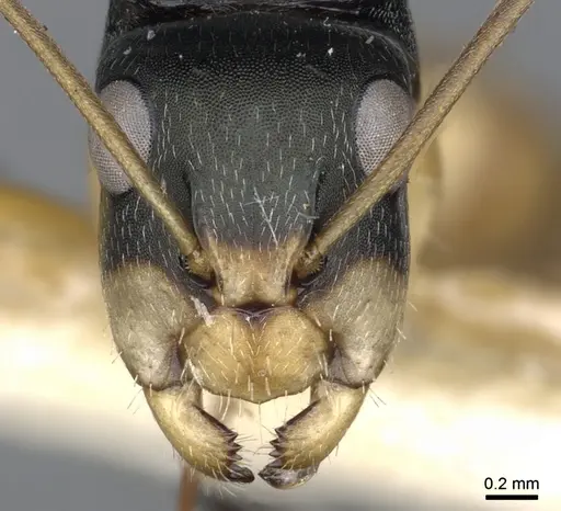 Camponotus cheesmanae specimen