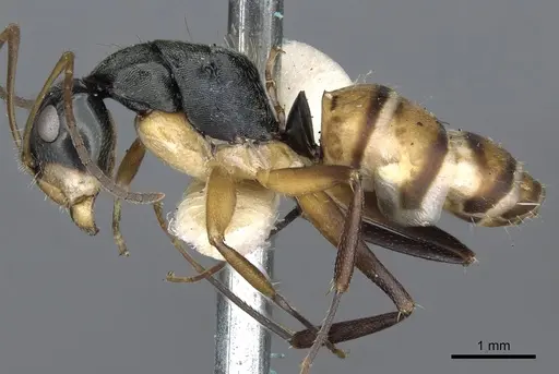 Camponotus cheesmanae specimen