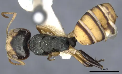 Camponotus cheesmanae - CASENT0903639