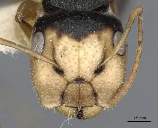 Camponotus cheesmanae - CASENT0903639