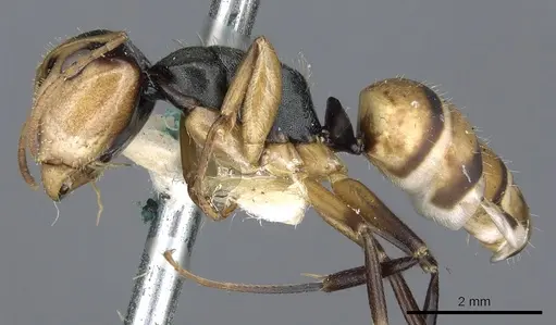 Camponotus cheesmanae - CASENT0903639