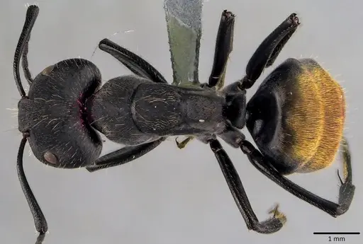 Camponotus chilensis specimen