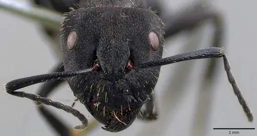 Camponotus chilensis specimen