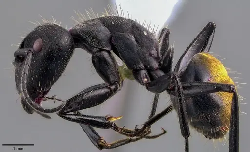 Camponotus chilensis specimen