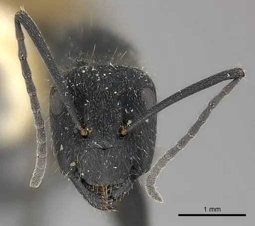 Camponotus chilensis - CASENT0217624