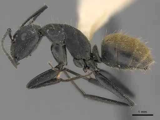 Camponotus chilensis - CASENT0217624