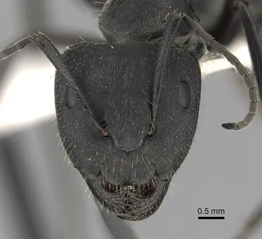 Camponotus chilensis - CASENT0280063