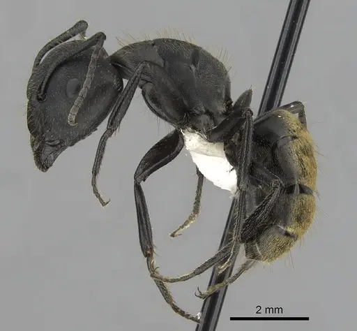 Camponotus chilensis - CASENT0280063