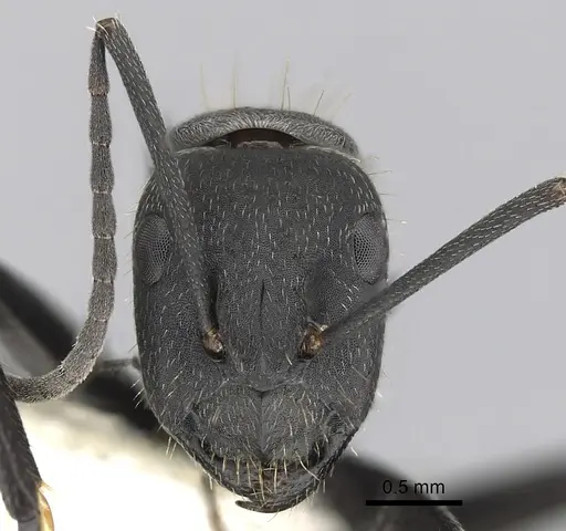 Camponotus chilensis - CASENT0280064