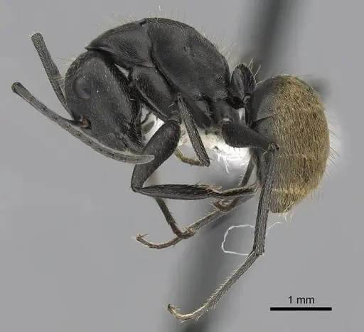 Camponotus chilensis - CASENT0280064